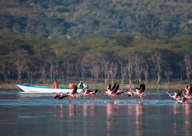 Day  8 Lake Naivasha, Masai Mara