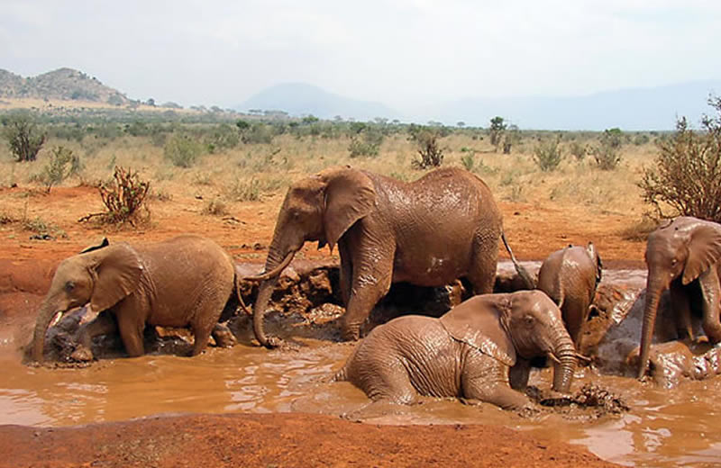 Day 1: Adventure in Tsavo East National Park