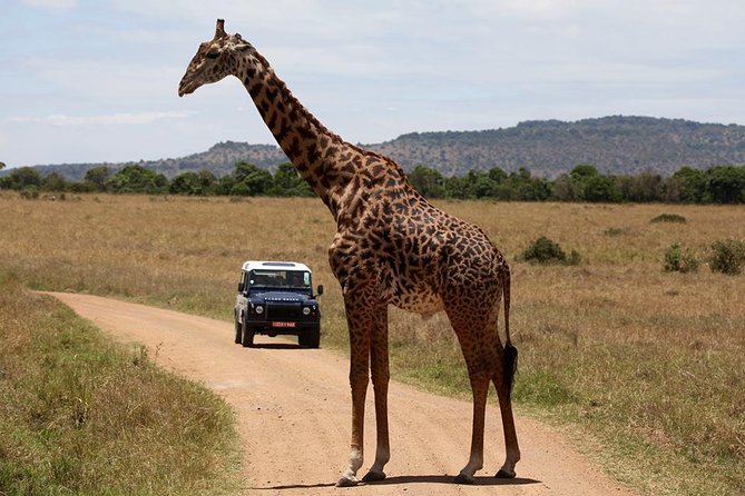 Day 1: Sweetwaters / Ol Pejeta Day Safari