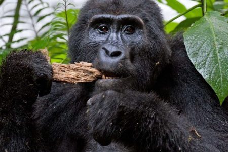 3 Days Gorilla Special