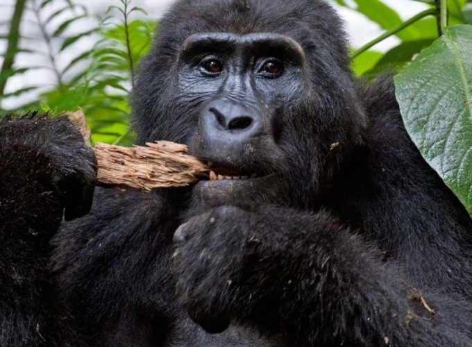 3 Days Gorilla Special