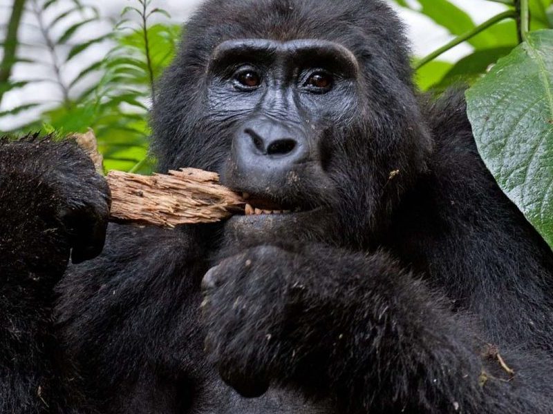 3 Days Gorilla Special