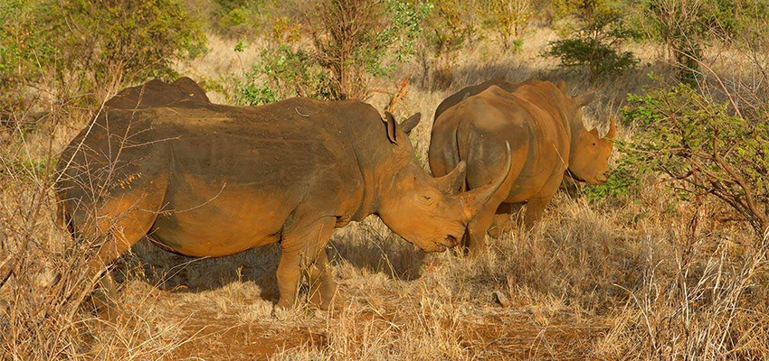 Day 1: Nairobi – Meru National Park