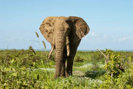 3 Days 2 Nights Tsavo West and Tsavo East Safari in Kenya.