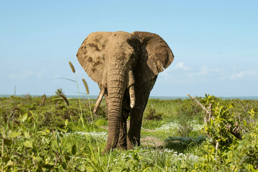 3 Days 2 Nights Tsavo West and Tsavo East Safari in Kenya.