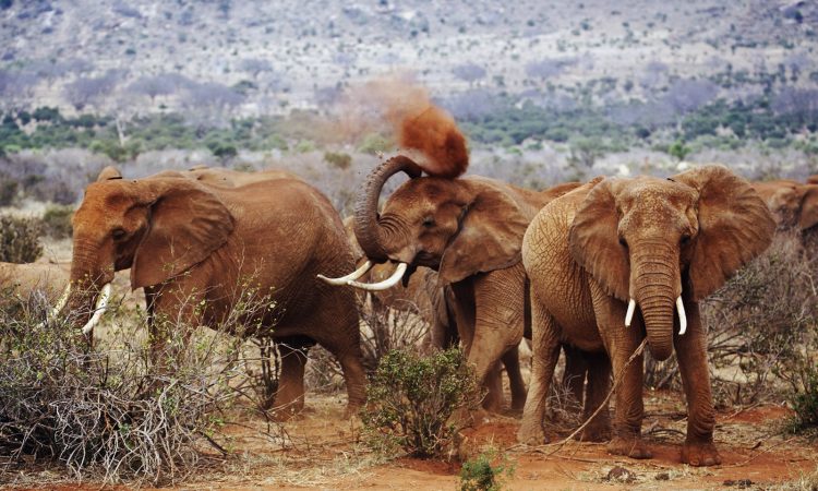 Day 4: Tsavo West – Tsavo East National Park