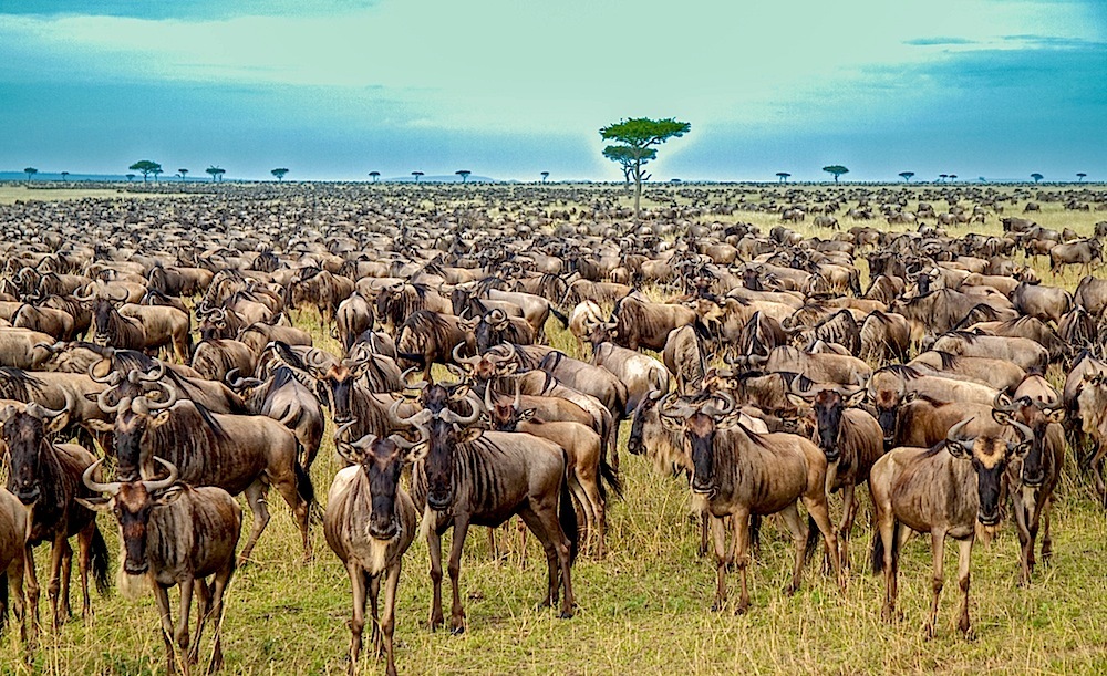 Day Trip: Nairobi to Maasai Mara National Reserve