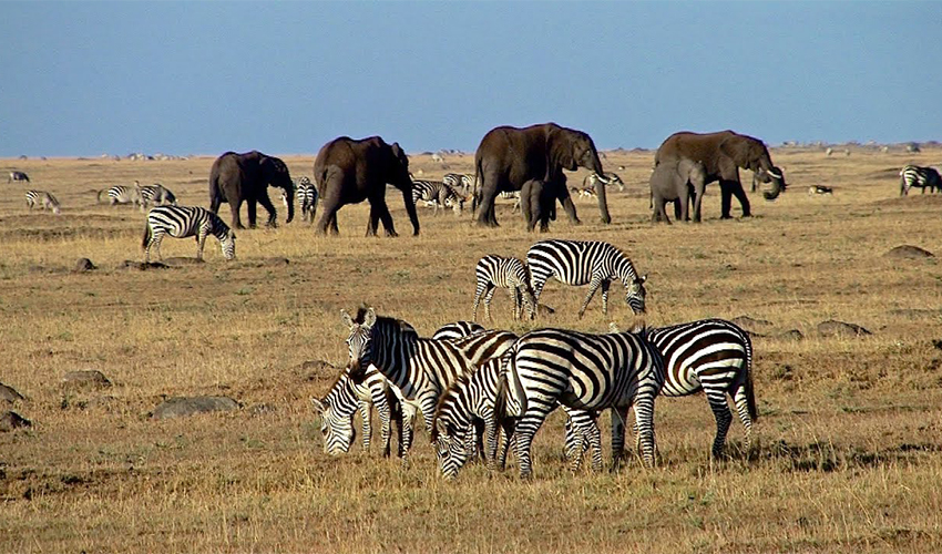 Day 2 Lake Naivasha, Masai Mara 
