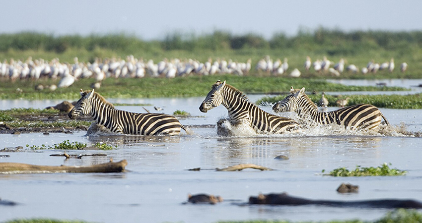 Day 6: Ngorongoro – Lake Manyara