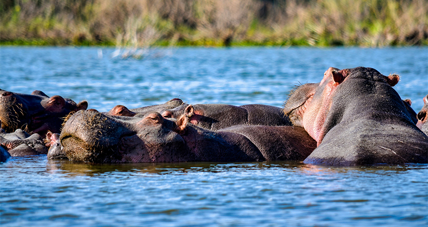 Day  7: Lake Naivasha, Masai Mara 