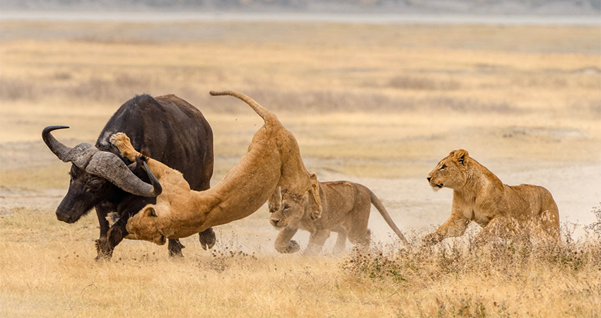 Day 8 – Ngorongoro to Lake Manyara