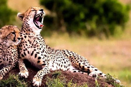 9 Days Cheetah Safari in Kenya.