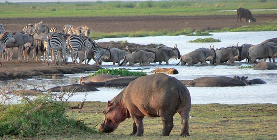 Day 1: Lake Manyara National Park Adventure