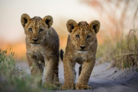 10 Days 9 Nights Safari in Kenya.