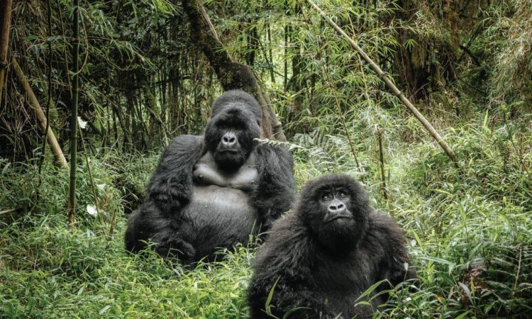 Day 5: To Bwindi Impenetrable NP