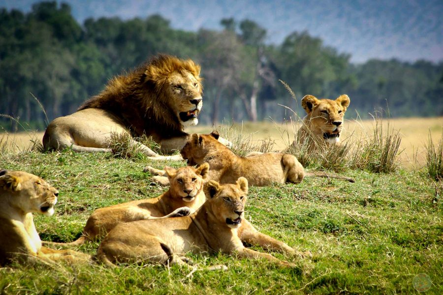 7 Days Safari in Kenya.