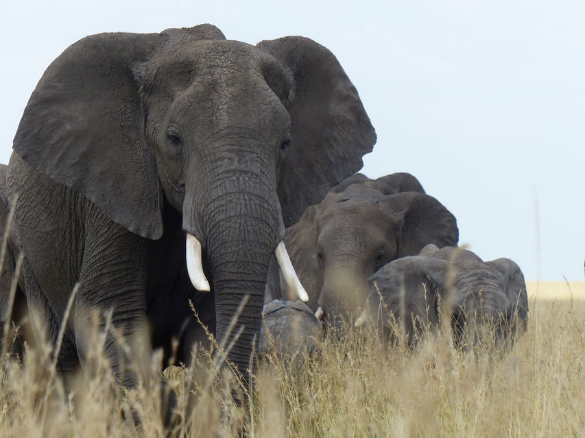 Day 1: Tarangire National Park Day Safari