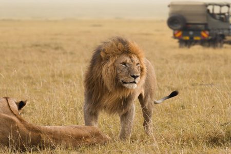 Big Cat Safari Dream Island Kenya TZ Seychelles