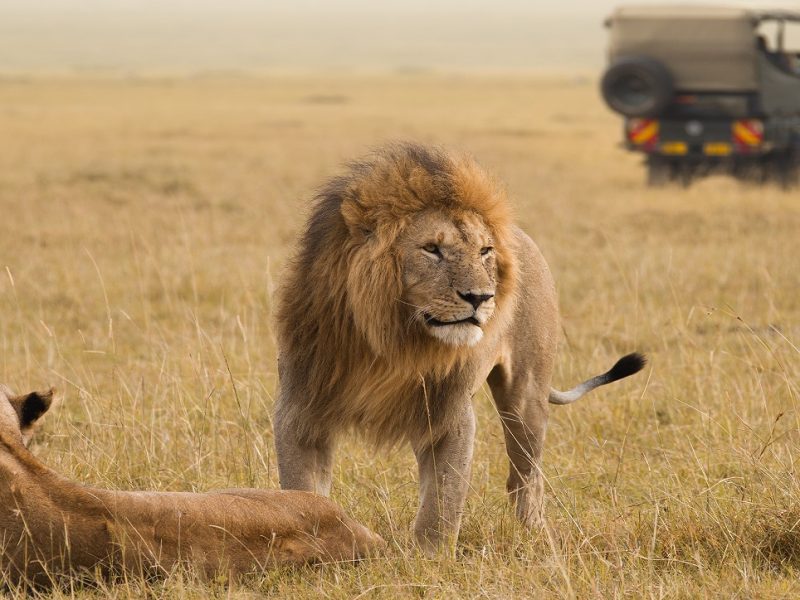 Big Cat Safari Dream Island Kenya TZ Seychelles