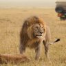 13 days 12 nights Kenya and Tanzania safari