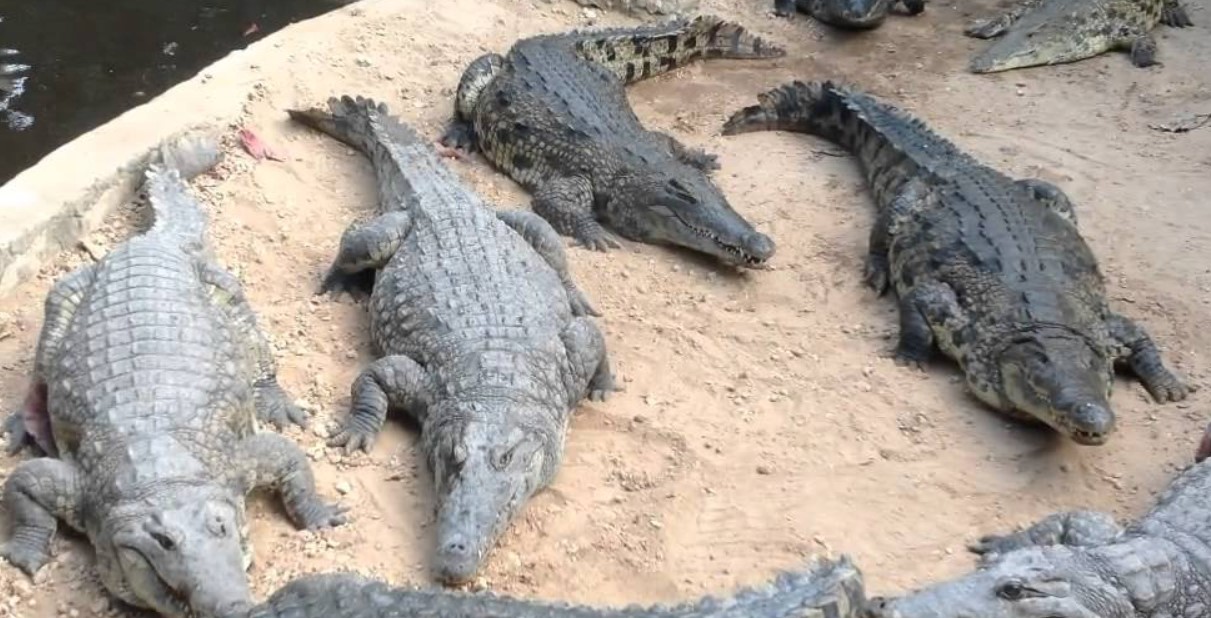 Day 1: Mamba Village Crocodile Farm Day tour