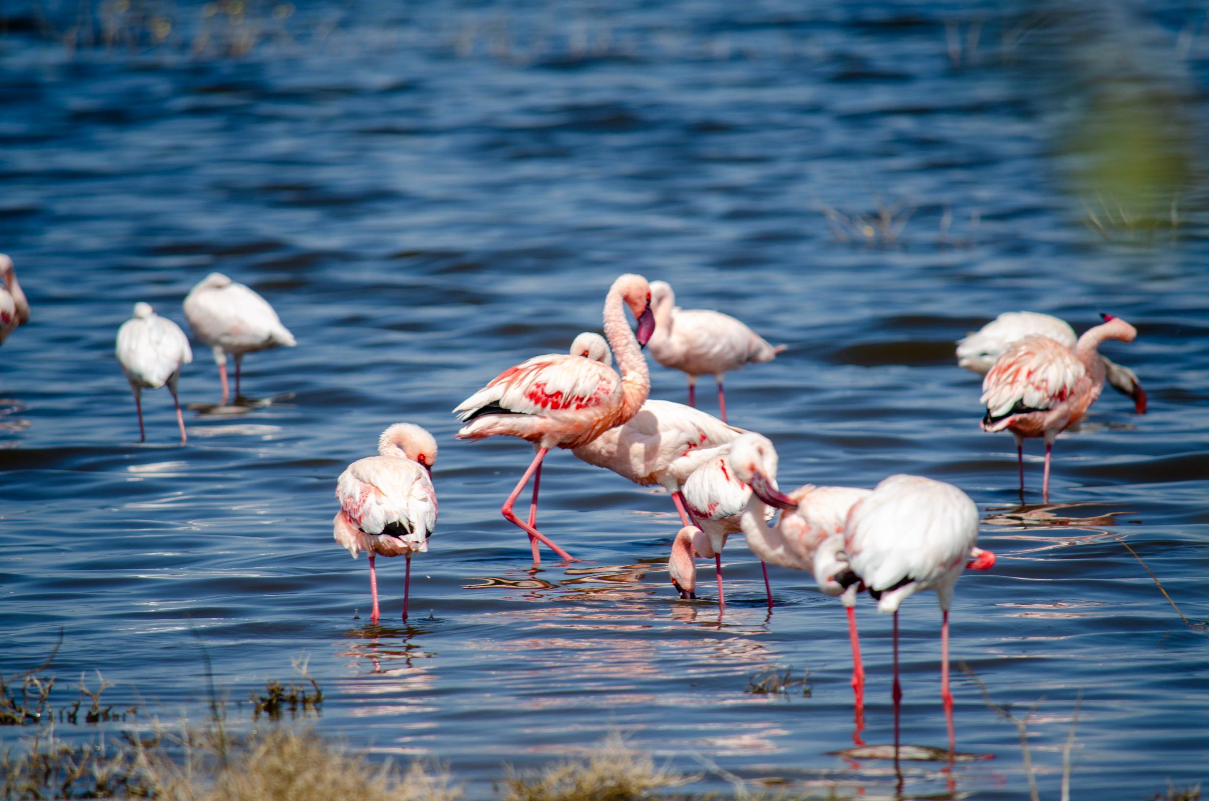 Day 3: Amboseli - Lake Nakuru