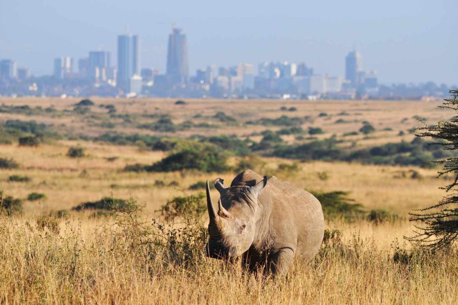 Nairobi National Park in Kenya.