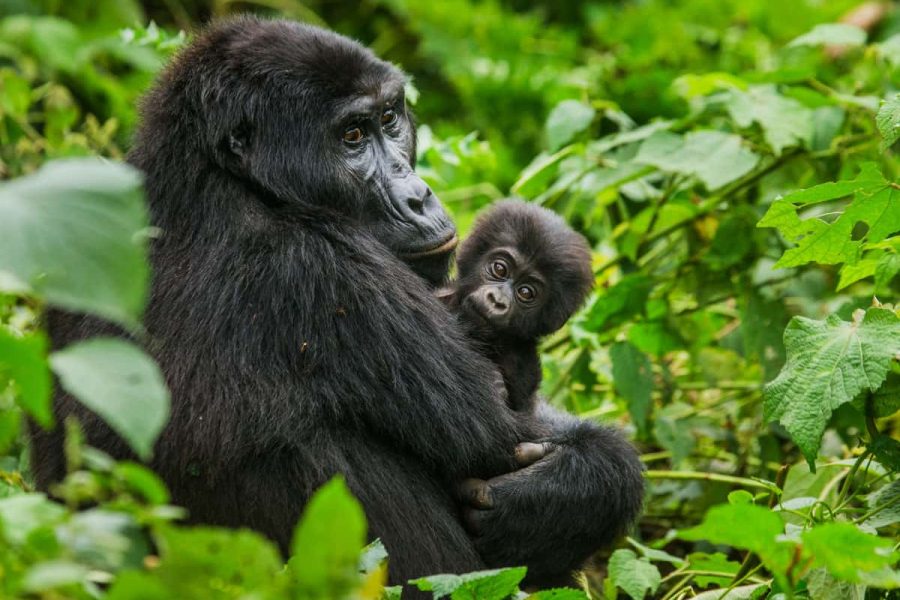 Gameparks Gorilla’s and Chimps in Uganda