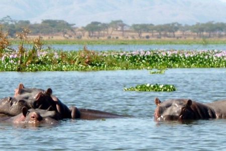 A Trip to Lake Naivasha in Kenya.