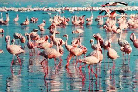A Day to Lake Nakuru National Park in Kenya.