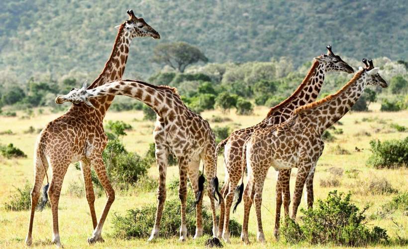 Day 3 Lake Naivasha, Masai Mara  