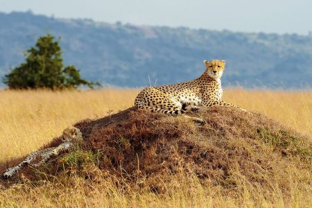 4 Days 3 nights Camping Safari in Maasai Mara, Lake Nakuru and  Naivasha  Kenya.