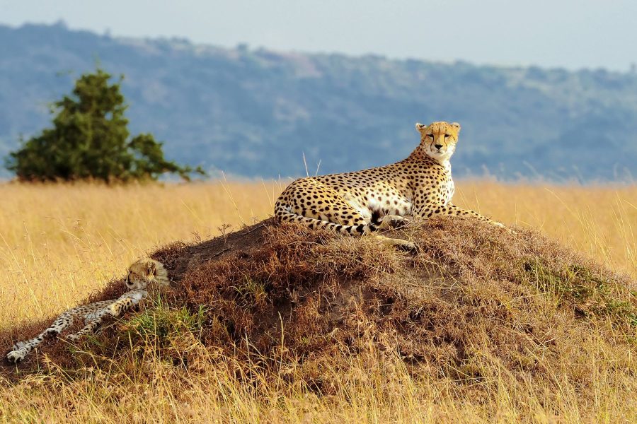 4 Days 3 nights Camping Safari in Maasai Mara, Lake Nakuru and  Naivasha  Kenya.