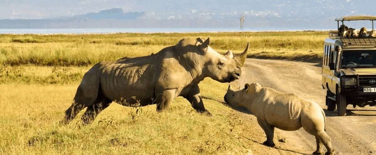 Day 1: Nairobi National Park Tour