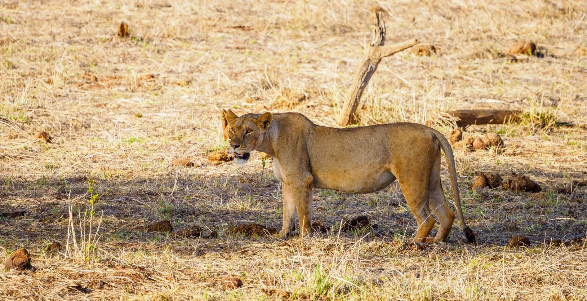 Day 6: Maasai Mara – Return to Nairobi