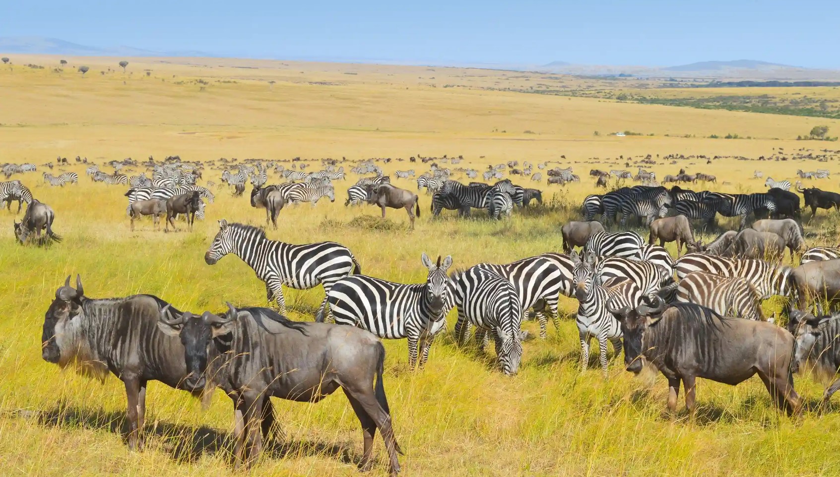 Day 5: Day Transfer to Serengeti – Ikoma