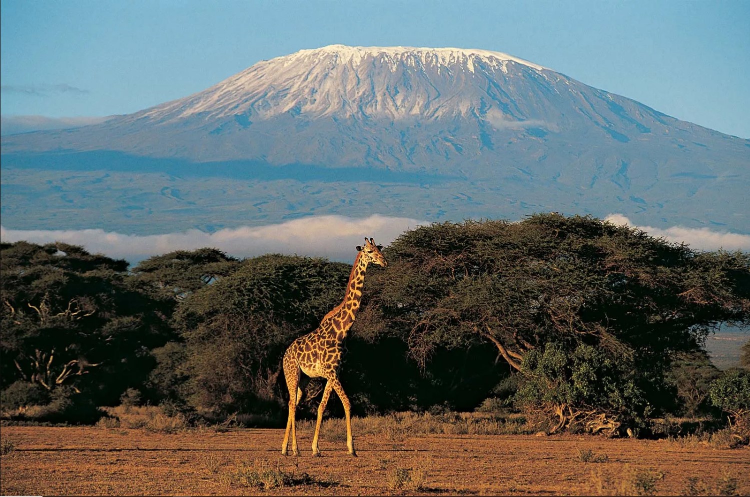 Day 9 – Safari & Trek to Miriakamba Hut