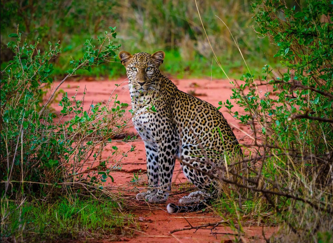 Day 3: Amboseli - Tsavo west