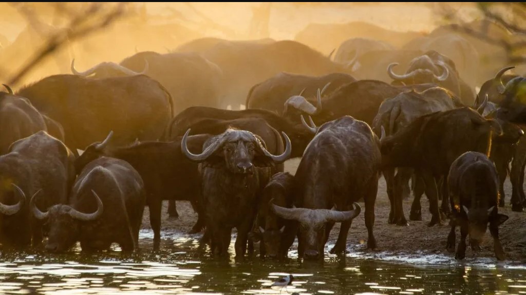 Day  6 Buffalo Spring National Reserve- Masai Mara  