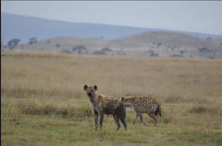 Day 3:  Amboseli national reserve