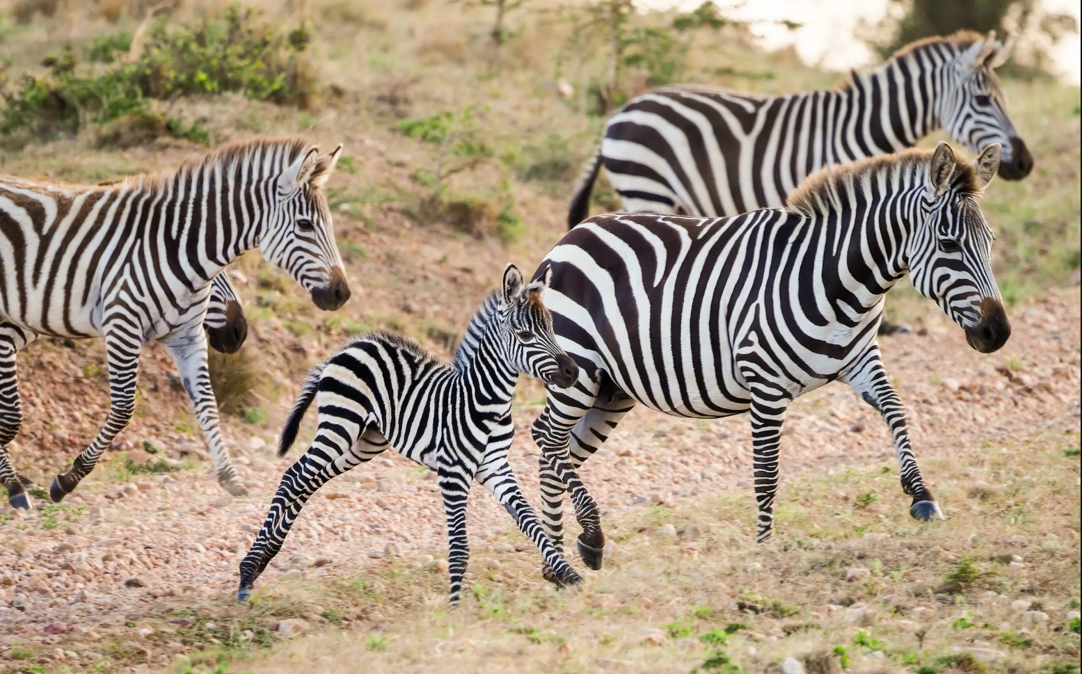 Day 9: Maasai Mara - Nairobi