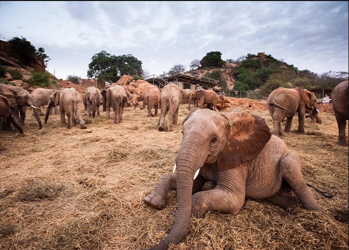 Day 6: Amboseli to Tsavo National park 