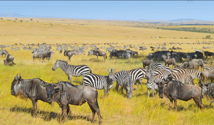 Day 3: Travel to and experience of the  Maasai Mara