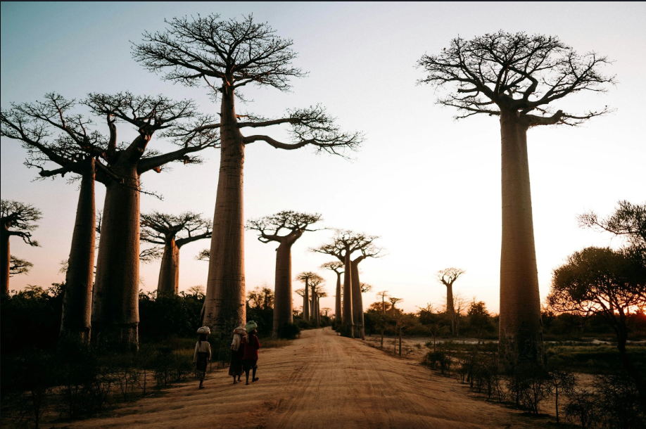 Day 10: Ngorongoro Crater – Tarangire National Park