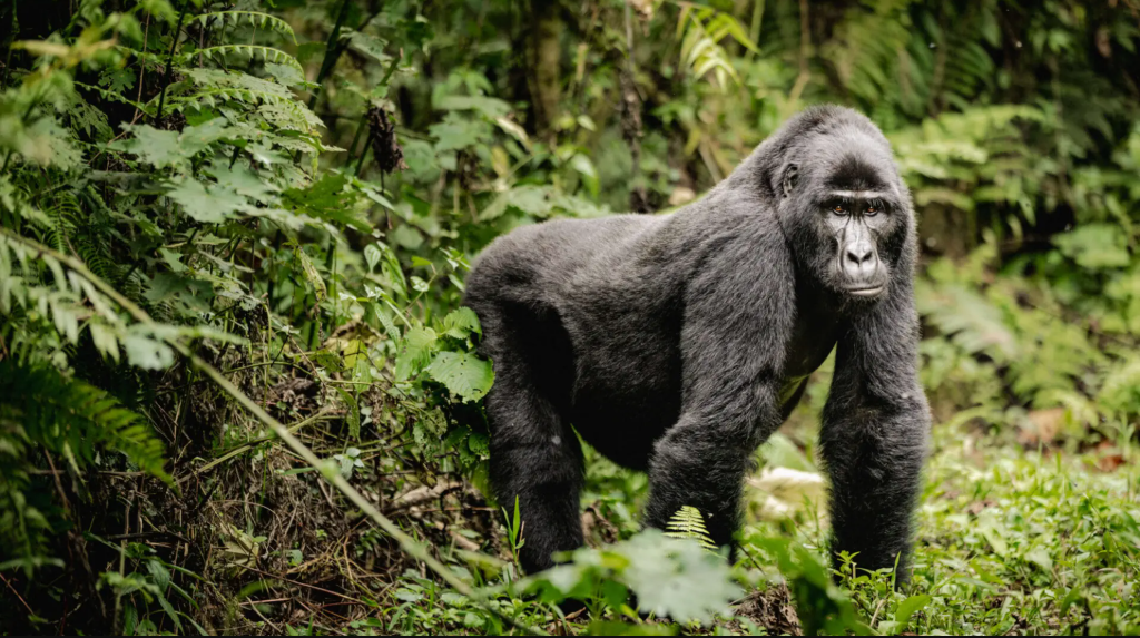 Day 1: Transfer to Bwindi Impenetrable National Park