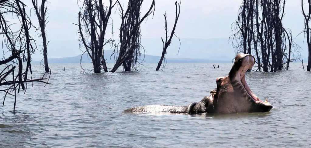 Day 1:  Nairobi - Lake Naivasha