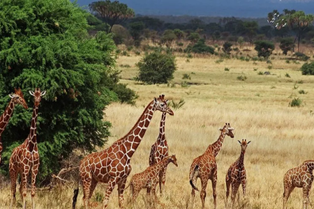 1 days Sweetwater in Kenya.