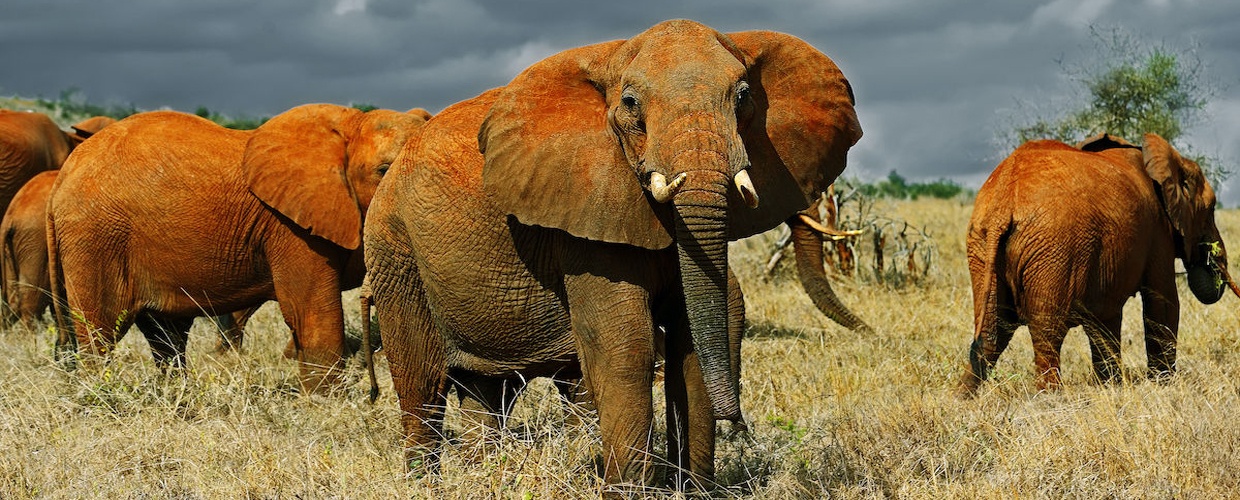 Day one Nairobi to Tsavo east 