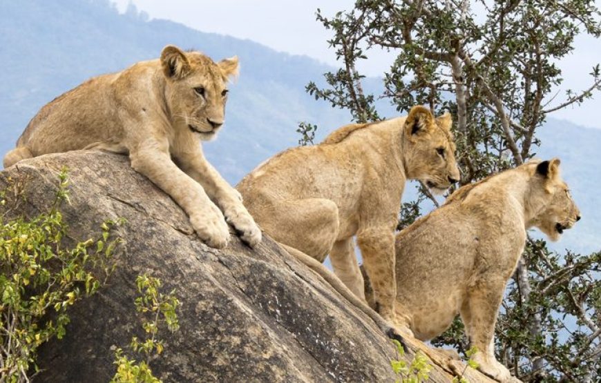 A Day to Tsavo East National park in Kenya.