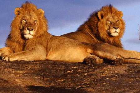 3 Days 2 Nights Masai Mara Budget Safari in Kenya.